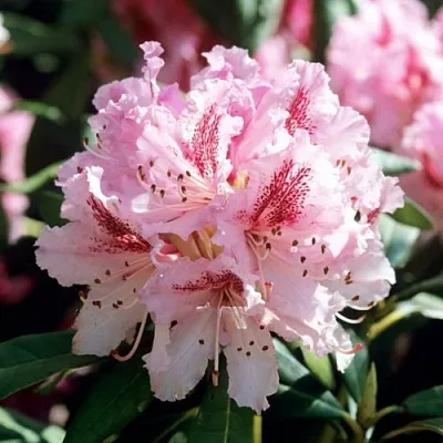 Рододендрон ЧИР  Рододендрон ЧИР в Жлобине