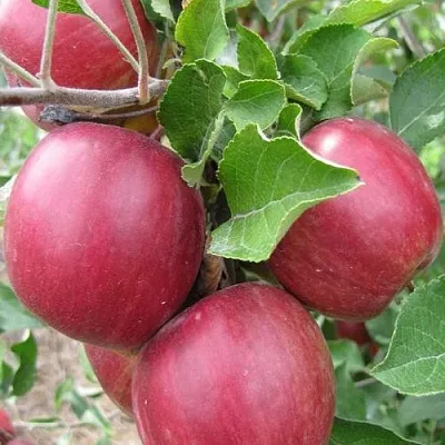 Яблоня МОСКОВСКОЕ ОЖЕРЕЛЬЕ колонновидная в Жлобине