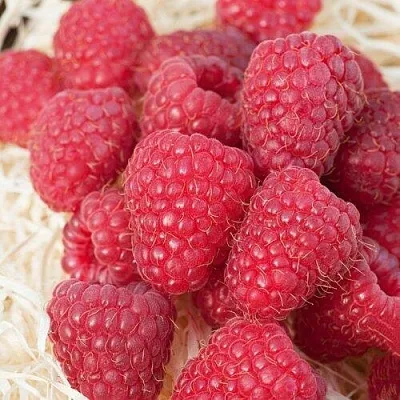 Малина МАРАСТАР  Малина МАРАСТАР в Жлобине