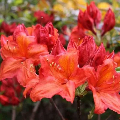 Азалия ЛИЛИНШТЕЙН японская в Жлобине