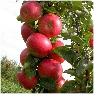 Яблоня ОСТАНКИНО колонновидная в Жлобине