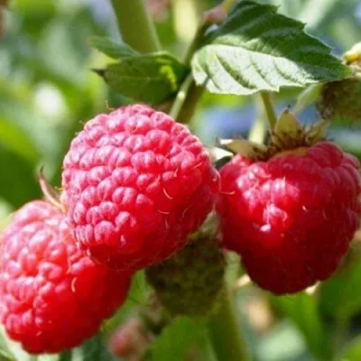 Малина ремонтантная Брусиловская Малина ремонтантная Брусиловская