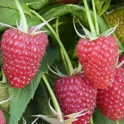 Малина ЕВРАЗИЯ  Малина ЕВРАЗИЯ в Жлобине