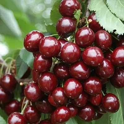 Черешня СИЛЬВИЯ колоновидная в Жлобине