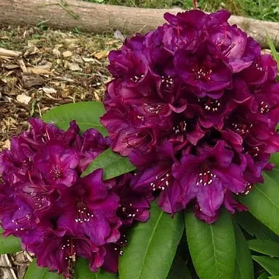 Рододендрон ПОЛАРНАХТ  Рододендрон ПОЛАРНАХТ в Жлобине