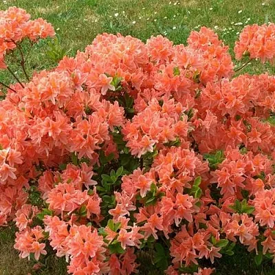 Рододендрон ЯПОНСКИЙ ОРАНЖЕВЫЙ  Рододендрон ЯПОНСКИЙ ОРАНЖЕВЫЙ в Жлобине