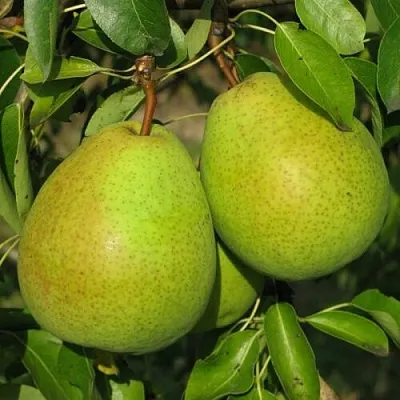 Груша НАЙТ-ВЕРТ колонновидная в Жлобине