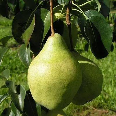 Груша МИНСКАЯ колонновидная в Жлобине