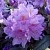 Рододендрон