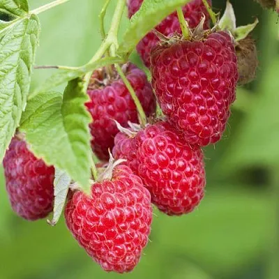 саженцы малины саженцы малины