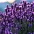 Лаванда 