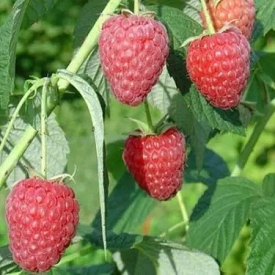 Малина ремонтантная Полесье Малина ремонтантная Полесье