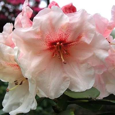 Рододендрон ХАНЯ	  Рододендрон ХАНЯ	 в Жлобине