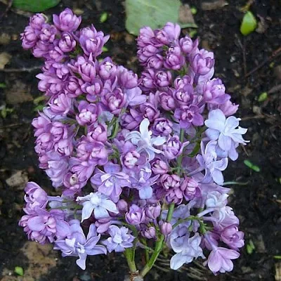 Сирень НАДЕЖДА в Жлобине