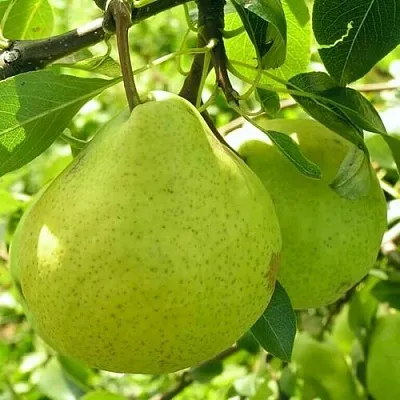 Груша ДАЛИКОР колонновидная в Жлобине