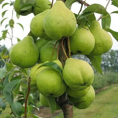 Груша ДЕКОР колонновидная в Жлобине
