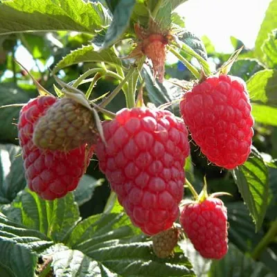 Малина ремонтантная Жар-птица Малина ремонтантная Жар-птица