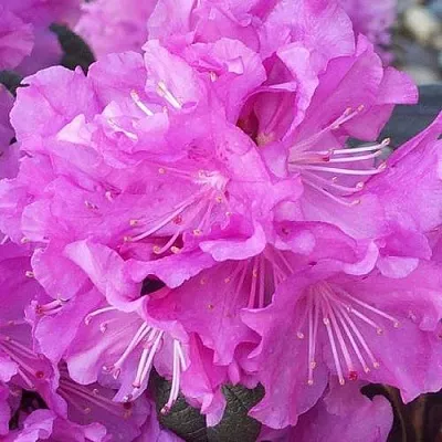 Рододендрон П.Ж.М. ЭЛИТ  Рододендрон П.Ж.М. ЭЛИТ в Жлобине