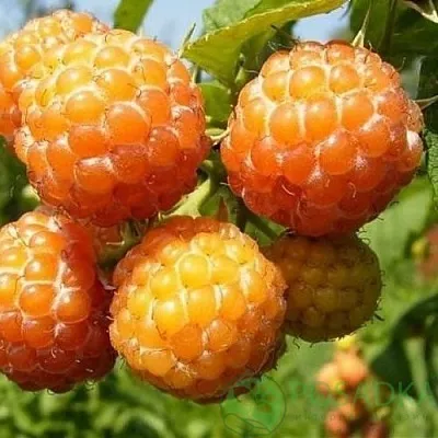 Малина КУМБЕРЛЕНД желтая  Малина КУМБЕРЛЕНД желтая в Жлобине