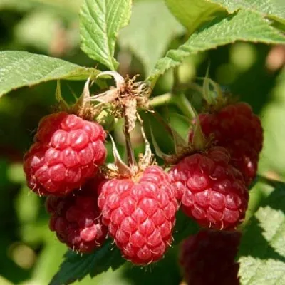 Малина ремонтантная Полька Малина ремонтантная Полька