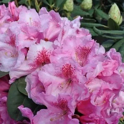 Рододендрон КЛАУДИУС  Рододендрон КЛАУДИУС в Жлобине