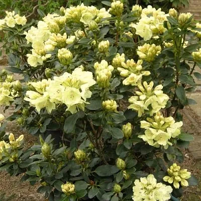 Рододендрон ГОЛДКРОН  Рододендрон ГОЛДКРОН в Жлобине