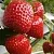 Клубника АРГЕНТЕРА в Жлобине