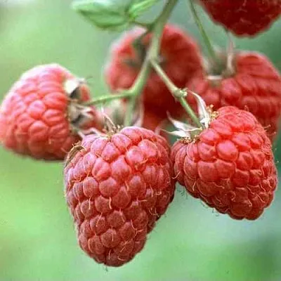 Малина ХЕРИТЕЙДЖ  Малина ХЕРИТЕЙДЖ в Жлобине