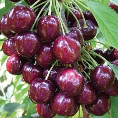 Черешня СЭМ колонновидная в Жлобине