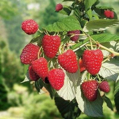 Малина РУБИФОЛ  Малина РУБИФОЛ в Жлобине