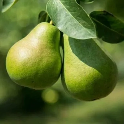 Груша Г-1 колонновидная в Жлобине