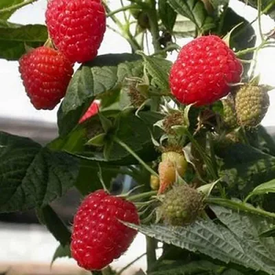 Малина ремонтантная Эрика Малина ремонтантная Эрика