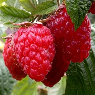 Малина КВЕЛЛИ  Малина КВЕЛЛИ в Жлобине