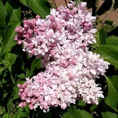 Сирень МИЛОСЕРДИЕ в Жлобине