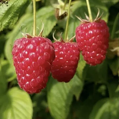 Малина МАПЕМА  Малина МАПЕМА в Жлобине