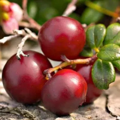 Клюква ЭРЛИ БЛЭК — описание сорта Клюква ЭРЛИ БЛЭК в Жлобине