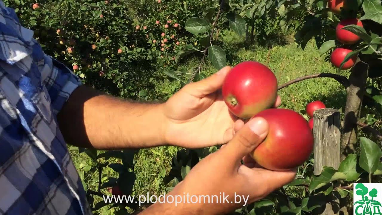 Превью видео