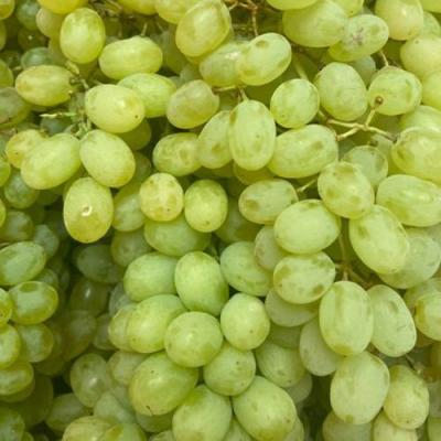 Зеленый в Жлобине