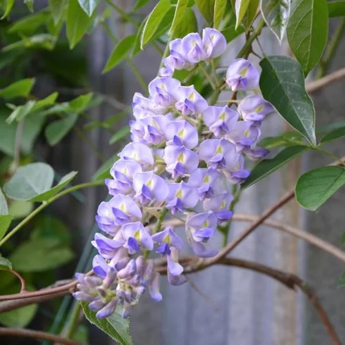 Глициния макростахия БЛЮ МУН в Жлобине