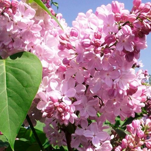 Сирень АДЕЛИНА в Жлобине