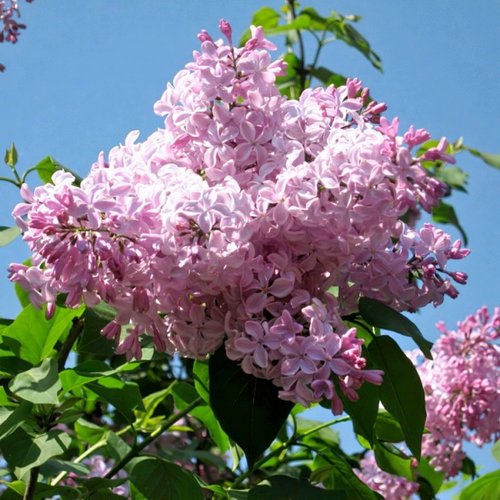 Сирень БУФФОН в Жлобине