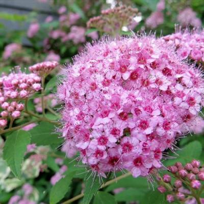 Розовая в Жлобине