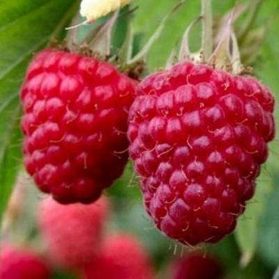 Средняя в Жлобине