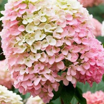 Низкорослые (карликовые) в Жлобине