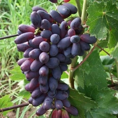 Виноград КИШМИШ ЯСЯ в Жлобине