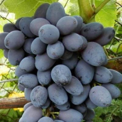 Черный виноград в Жлобине