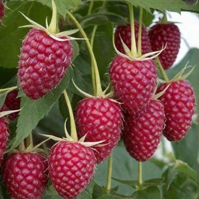 Высокая в Жлобине