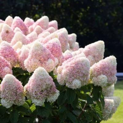 Бело-розовая в Жлобине