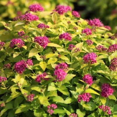 Японская в Жлобине