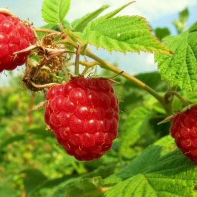 Бесшипная в Жлобине